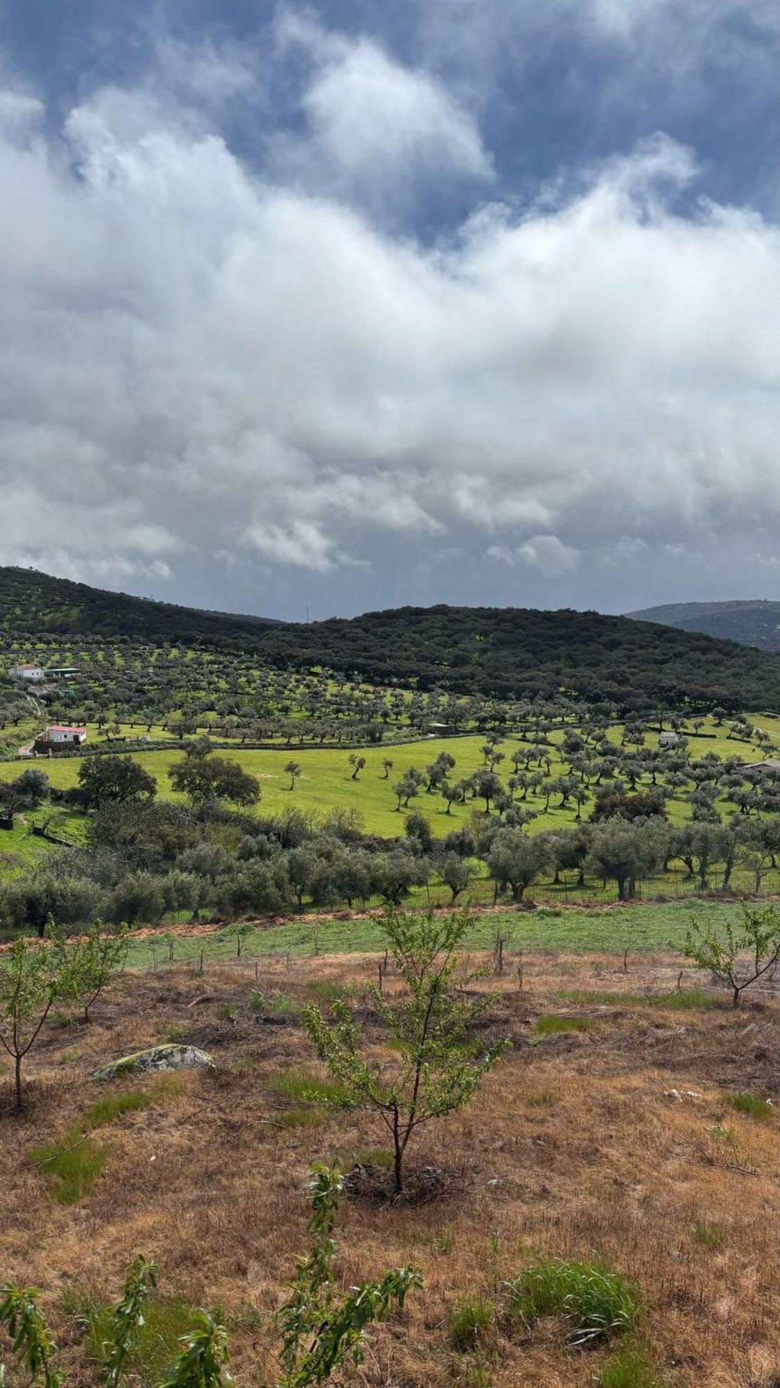 Casas Rurales Los Llanos Fuentes De Leon ภายนอก รูปภาพ